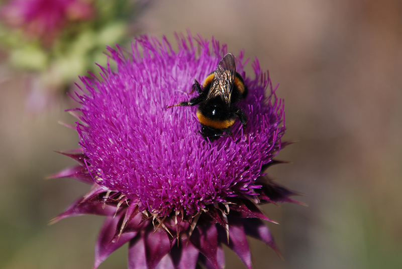 Hummel aud Distel
