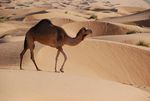 Kamel in Wahiba Sands 02