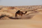 Kamel in Wahiba Sands 01
